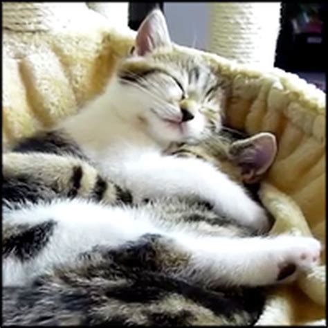 Watch The Most Adorable Kitten Hugs On The Internet A