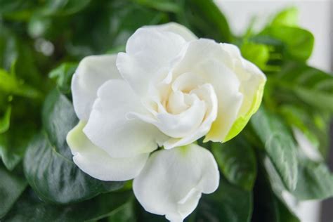 Mulberries bloom late, so they don't get zapped by frost. When Do Gardenias Bloom? (And How to Encourage It) - The ...