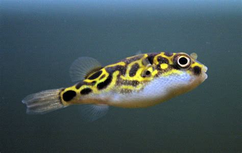 Figure 8 Puffer Fish Tetraodon Biocellatus