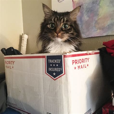 (often shortened to cat) is an american fortune 100 corporation that designs, develops, engineers, manufactures, markets, and sells machinery, engines, financial products. PsBattle: cat in a mail box : photoshopbattles