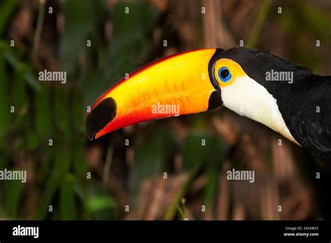 Toco Toucan Ramphastos Toco Adult Standing On Branch Stock Photo Alamy