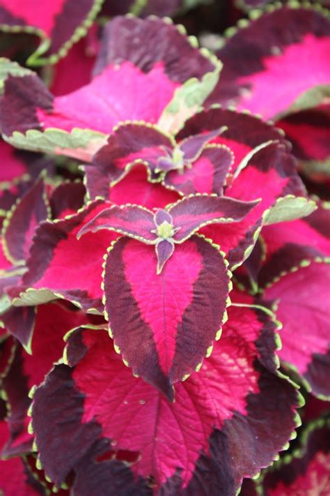 Colorful Coleus