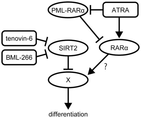 In Nb4 Cells Atra Targets The Pml Rar α Oncogene Product And Promotes