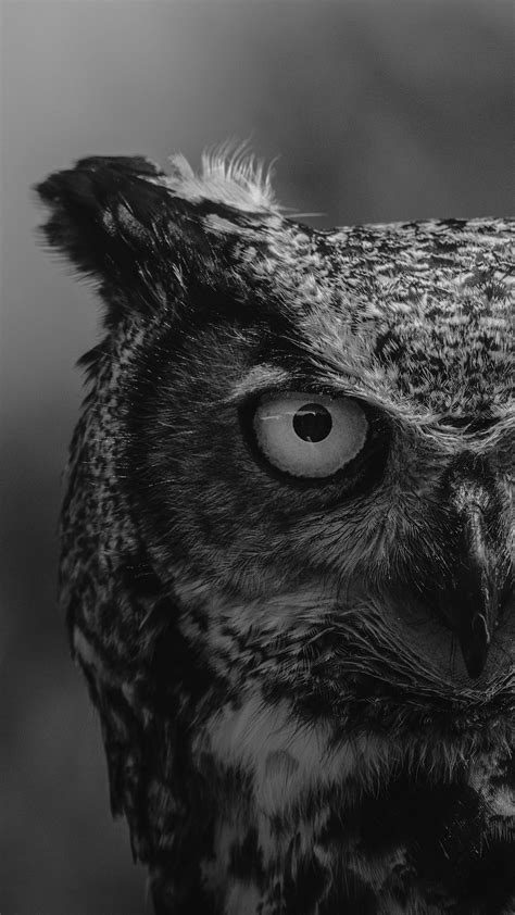 Grayscale Photo Of Owl Head Photo Free Animal Image On Unsplash