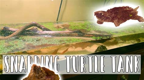 Baby Alligator Snapping Turtle Naturalistic Setup Youtube