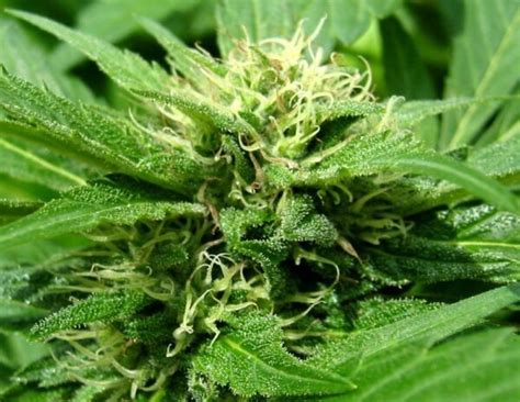 Pinkman Goo Cannabis Strain Review Industrial Hemp Farms