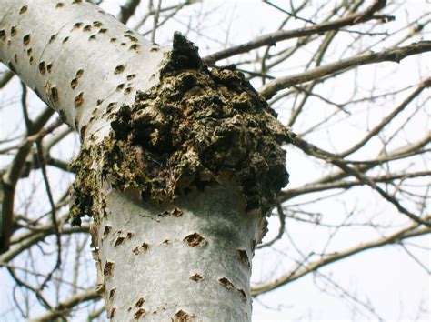 Canker Tree Disease Prevention And Control