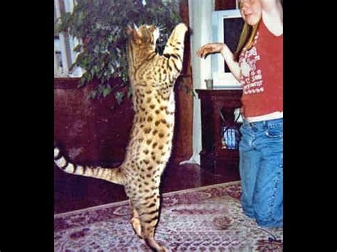 Bengals are probably the most intelligent cats i've come across, even occasionally outwitting we rescued a stray fourth generation domestic mix and he died of organ failure from lack of proper protein. Bengal Cat Rescue~Bengal Cat Rescue Az It Bengal Cat ...