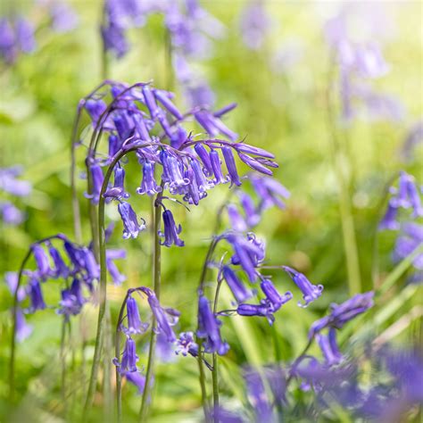 How To Plant Bluebell Bulbs The Easiest Way To Start
