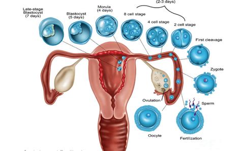How Ovulation Works Nutritional Therapy For Fertility Hormone Balance