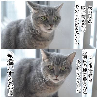 Manage your video collection and share your thoughts. tweet : 【保存したら負け】おもしろ画像.可愛い子猫.かわいい猫 ...