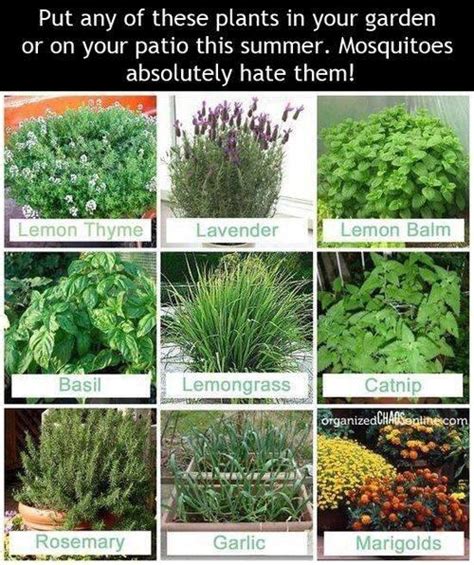 I hate mosquitos, so I'll plant anything to keep them AWAY! : r/gardening
