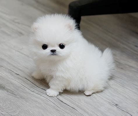 Looking for a good deal on pomeranian teacup? Teacup Pomeranian super sweet.Puppies for sale