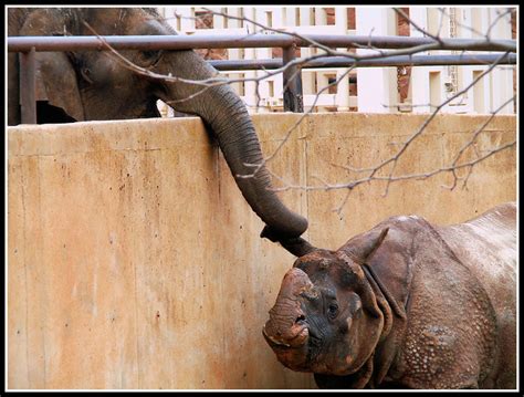 Oklahoma City Zoo Elephant And Rhino Flickr Photo Sharing