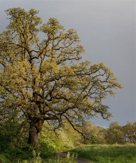Quercus Garryana At Ridgefield Nwr Ts Of The Oregon White Oak