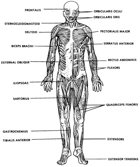 Printable Muscle Labeling Worksheet Learning How To Read Anatomy