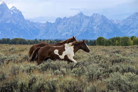 Horse In Grand Teton National Park Wy Photograph By Mark Newman