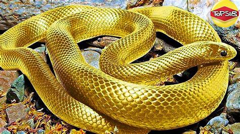 งูสุดแปลกและหายากที่สุดในโลก ว้าว ปรับปรุงใหม่งู สวยเนื้อหาที่