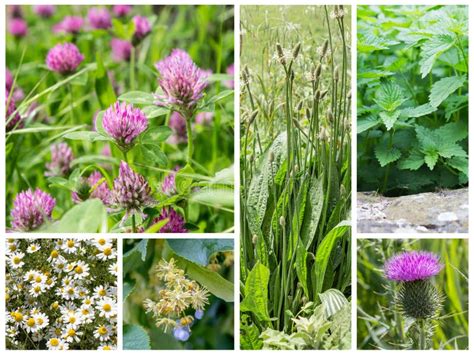 Wild Medicinal Plants Collage Stock Photos Free And Royalty Free Stock