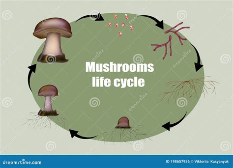 Mushroom Life Cycle Stages Growth Mycelium From Spore Spore