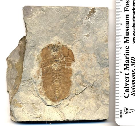 Utah Fossil Trilobite Hunting At The House Range Of Utah