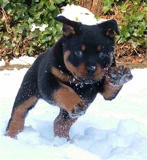 Rottweiler Puppies Nc For Sale - Puppies