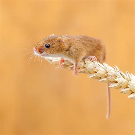 Field Mouse Field Mice Any Of Various Small Mice Or Voles Especially