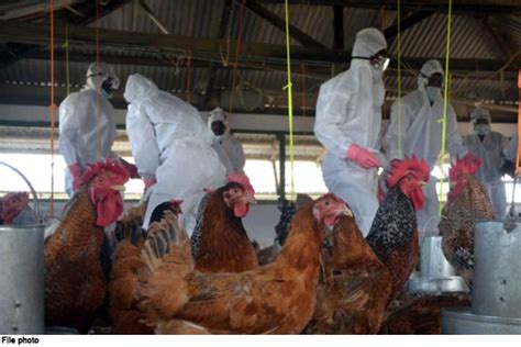 The magnitude of the most recent series of outbreaks of highly pathogenic avian influenza. Health Ministry deploys teams in H5N8 affected districts of Kerala and Haryana - Nation