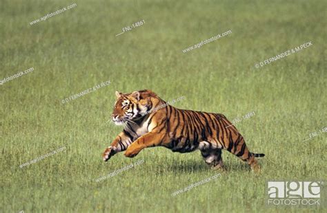 Bengal Tiger Panthera Tigris Running In Field India Stock Photo