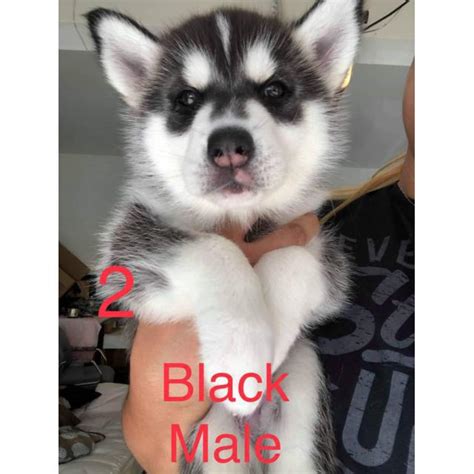 Born november 30, they will be ready to go on january 25. 6 husky puppies for adoption in Irvine, California ...