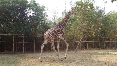 Nandankanan To Bring Two Giraffes Update Odisha Odisha News I Latest News