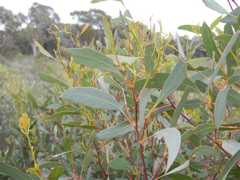 Eucalyptus | Eucalyptus tea, Tea tree, Eucalyptus