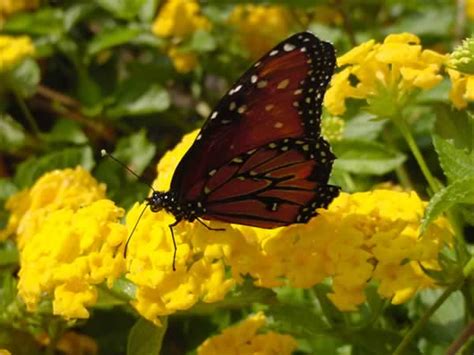 Where they will flower constantly, attract hummingbirds, perfect for the butterfly garden and need only occasional trimming. PLANTanswers: Plant Answers > Pecans Equal Good Health and ...