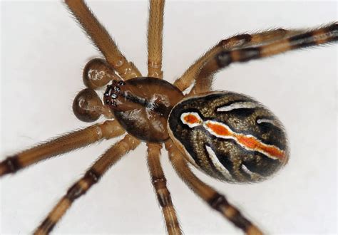 Male Black Widow Spider Pictures Male Western Black Widow Spider