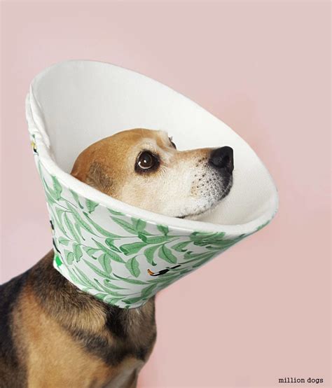 7 Alternatives To The Plastic Dog Cone Dog Cone Homemade Dog Cone