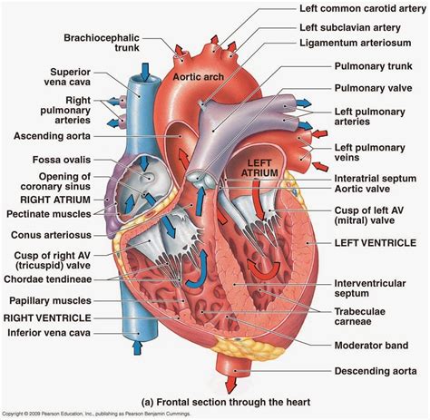 Heart Diagram