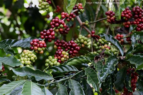 Nature At Its Best In Coorgs Coffee Plantations The Statesman
