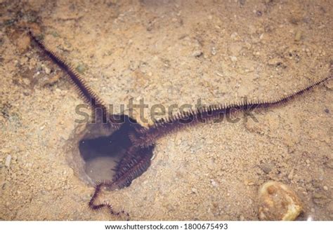 Starfish Showing Tentacles During Low Tide Stock Photo 1800675493