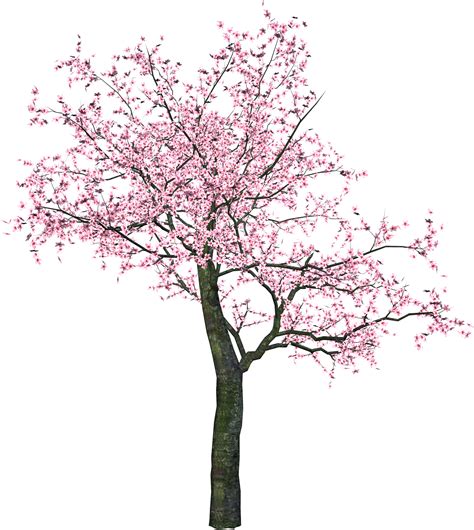 Japanese Sakura Tree Png
