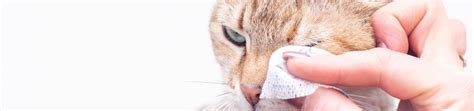Conjuntivite em gatos conheça as causas sintomas e tratamentos