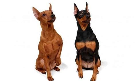Las 5 Cosas Más Importantes De Los Perros Pinscher Miniatura Mascotas