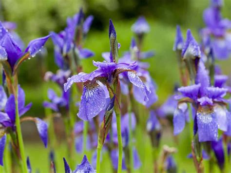 Flowers that bloom all summer. 21 Perennial Flowers that Bloom All Summer - Even from ...