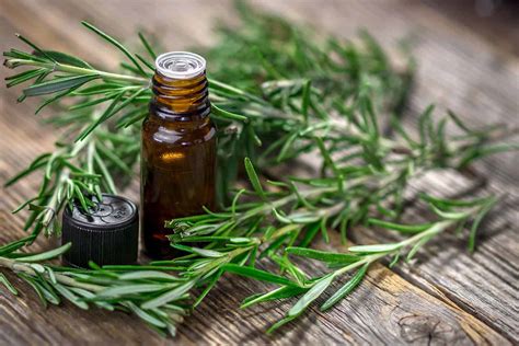Some carrier oils like jojoba. Rosemary Essential Oil Benefits and Uses - Wellness Aromas