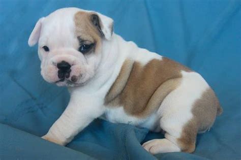 See puppy pictures, health information and reviews. Olde English Bulldogge Puppies for Sale in Salem, Oregon Classified | AmericanListed.com