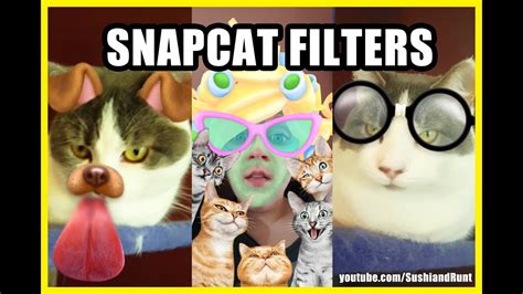 Snapchat Filters On Cats Compilation Snapcat Youtube