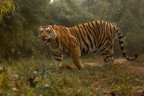 Places To See In Kanha National Park Tiger Safari In Kanha