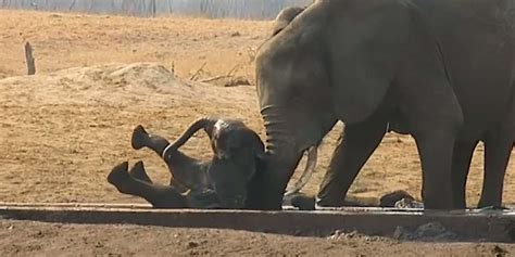 Herd Of Elephants Keep Hungry Lions Away From Baby Elephant Videos