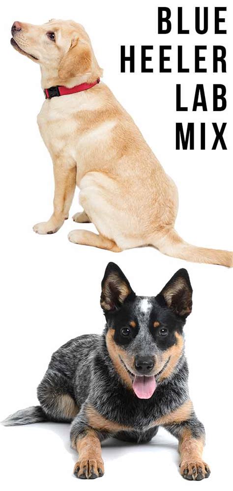 Blue Heeler Lab Mix Everything You Need To Know About