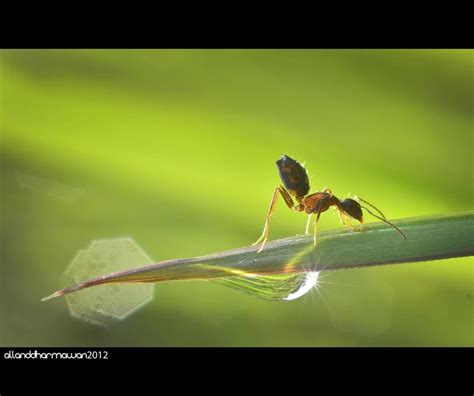 Good Morning Ant By Allanddharmawan On Deviantart