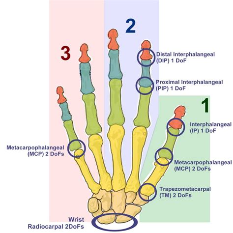 Human Hand Structure The Joints In The Human Hand And The Relative Download Scientific Diagram